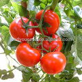 AT471 Gang indeterminate grow red high yield tomato seeds